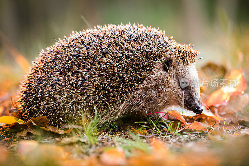 欧洲刺猬(Erinaceus europaeus)